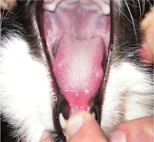 4.	Photograph of the oral cavity of a cat with complete resolution of the signs of GSC following extraction of all premolar and molar teeth